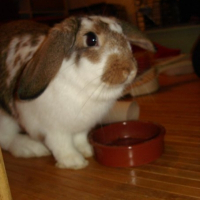Photo de profil de Canelle
