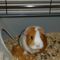 Photo de profil de Samie