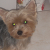 Photo de Vanille