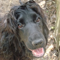 Photo de profil de Diabolo