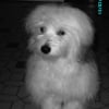 Photo de Bettie
