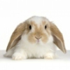 Photo de Etoile