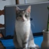 Photo de Manzana