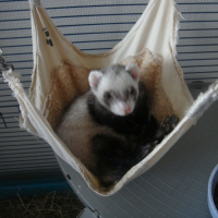 Photo de profil de Pepsy
