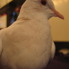 Photo de Blanche