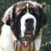 Photo de Beethoven, Dogue du Tibet