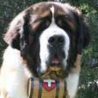 Photo de profil de Beethoven
