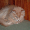 Photo de Cannelle