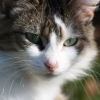 Photo de Minette
