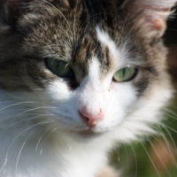 Photo de profil de Minette