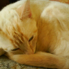 Photo de Venus