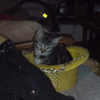 Photo de profil de Diabolo