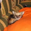 Photo de Babou