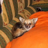 Photo de profil de Babou