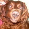 Photo de Snoopy