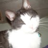 Photo de Choupinet