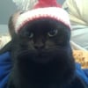 Photo de Bagheera