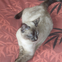 Photo de profil de Chipie
