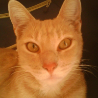Photo de profil de Garfild