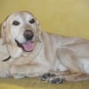 Photo de Rocky