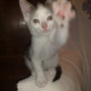Photo de Gizmo