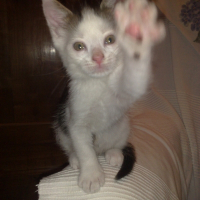 Photo de profil de Gizmo
