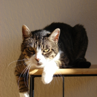 Photo de profil de Mina