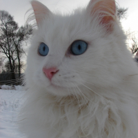 Photo de profil de Jealous