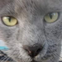 Photo de profil de Chipie