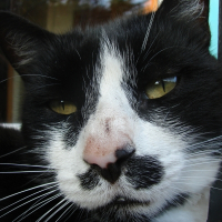 Photo de profil de Moustache