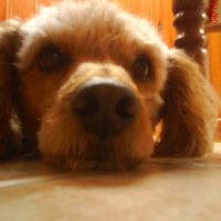 Photo de profil de Oscar