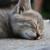 Photo de Miette