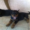 Photo de Tyson