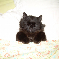 Photo de profil de Chan