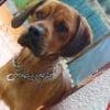 Photo de Donut's, Rottweiler