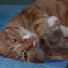 Photo de Minou