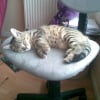 Photo de Simba