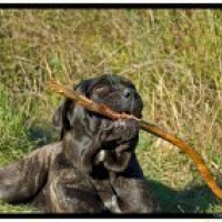 Photo de profil de Canelle