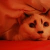 Photo de Jazz, Siamois