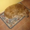 Photo de Dumbo