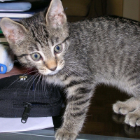 Photo de profil de Savana