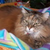 Photo de Minette
