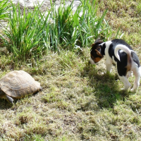 Photo de profil de Dixie