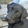 Photo de Delta, Labrador Retriever