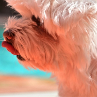 Photo de profil de Loucky