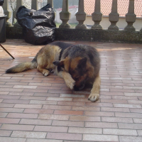 Photo de profil de Rosco