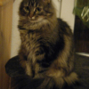 Photo de Diva
