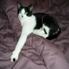 Photo de Domino