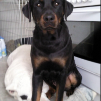 Photo de profil de Roxy