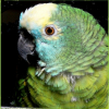 Photo de Tookie